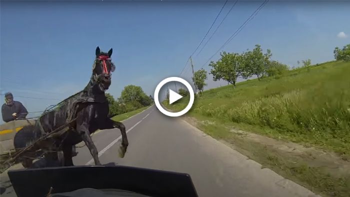 VIDEO: Τι κάνεις όταν ένα ΑΛΟΓΟ έρχεται καταπάνω σου; 